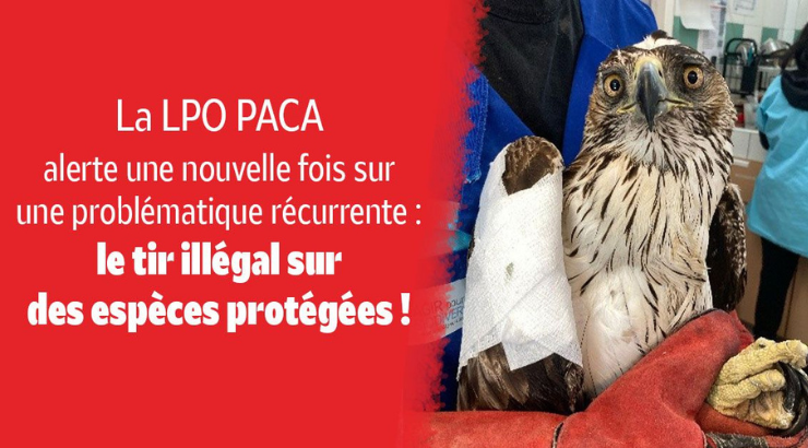 Le tir sur des espèces protégées : l'Aigle de Bonelli, une victime de plus !
